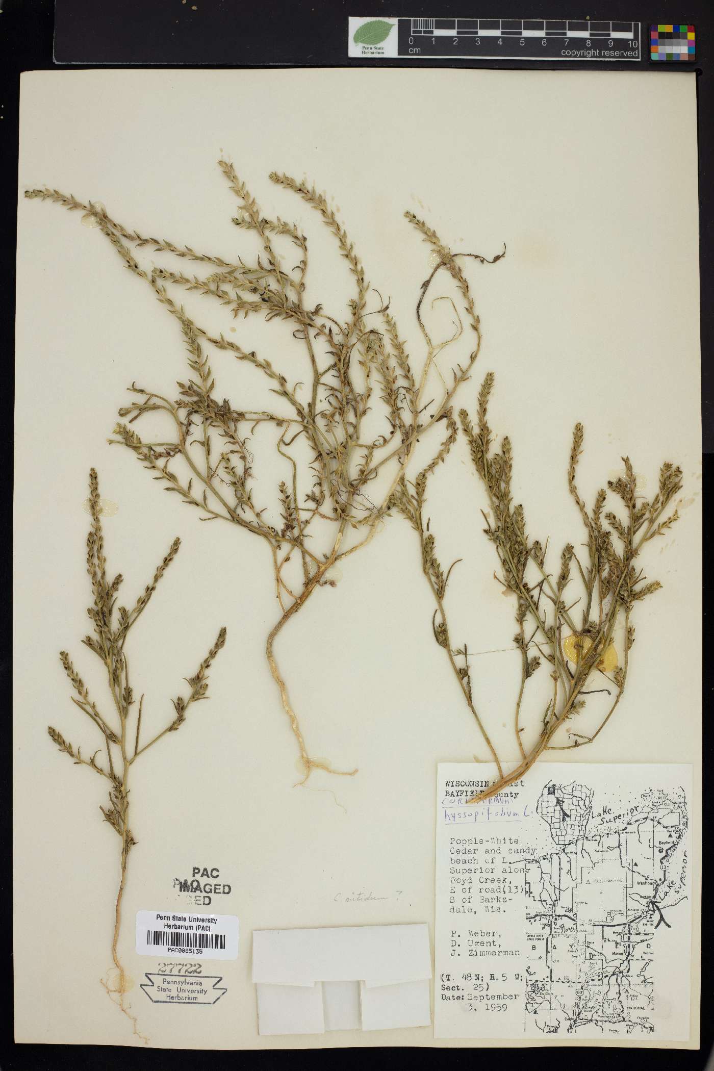 Corispermum hyssopifolium image