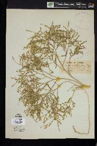 Cycloloma atriplicifolium image