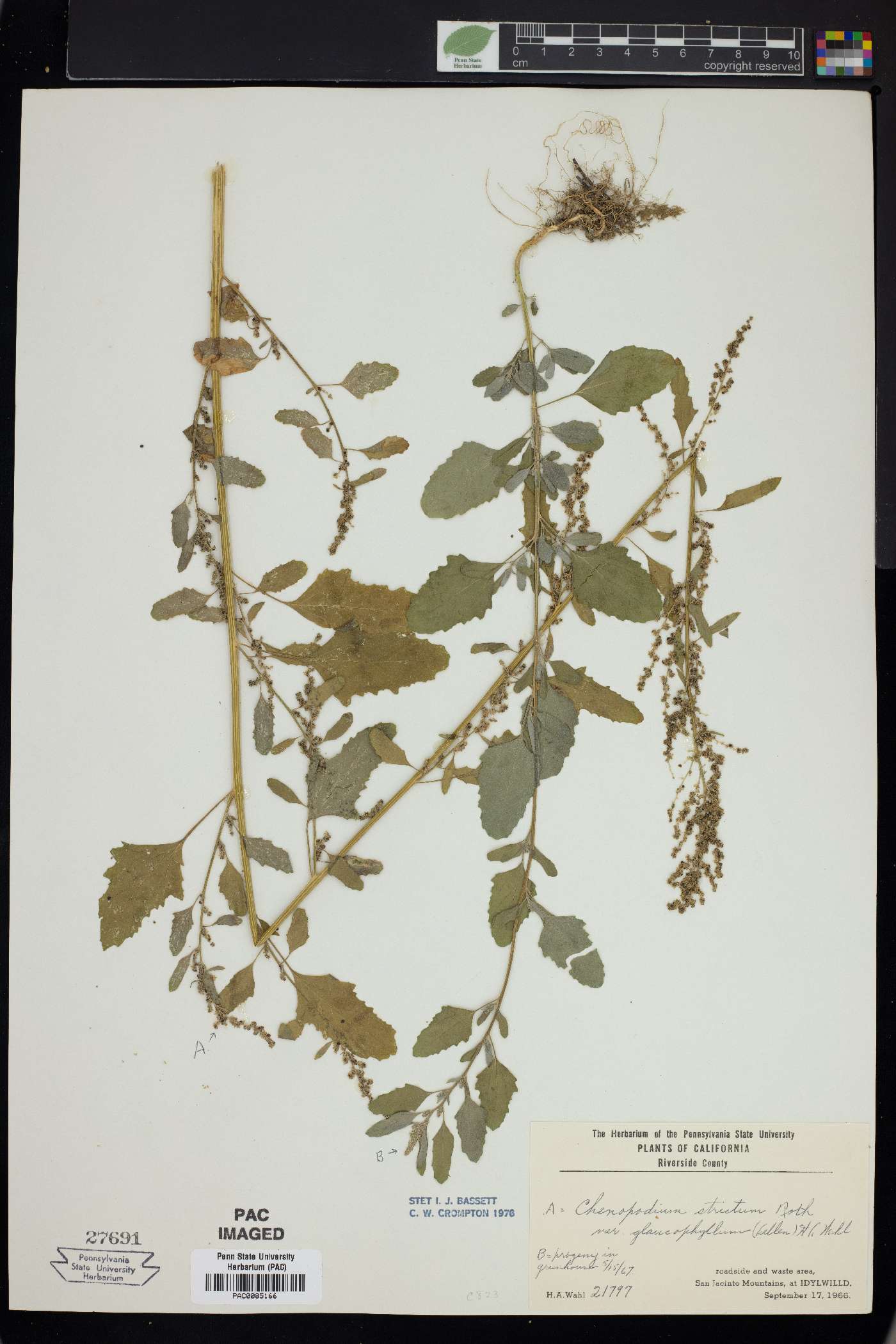 Chenopodium strictum image