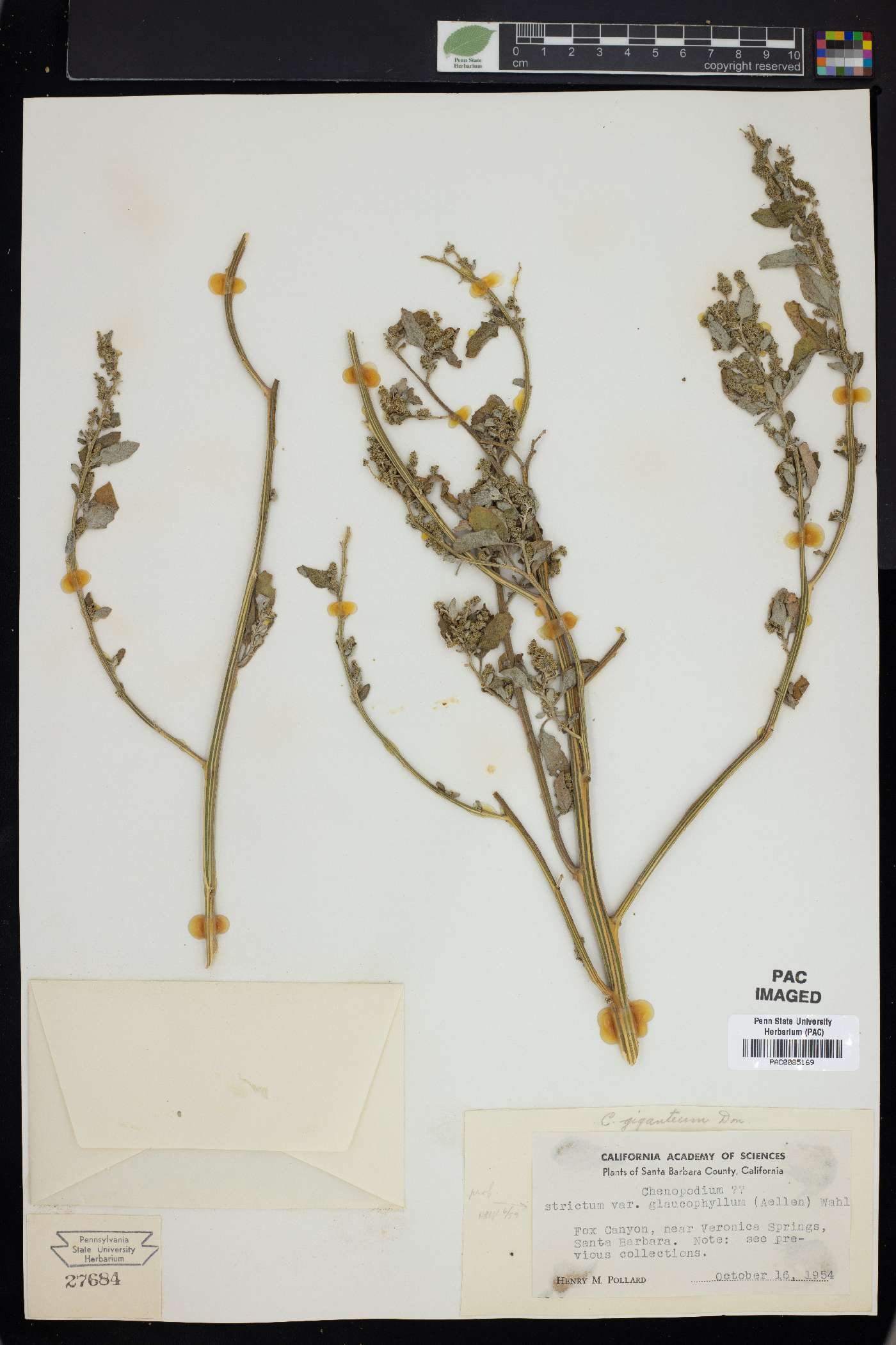Chenopodium album var. album image
