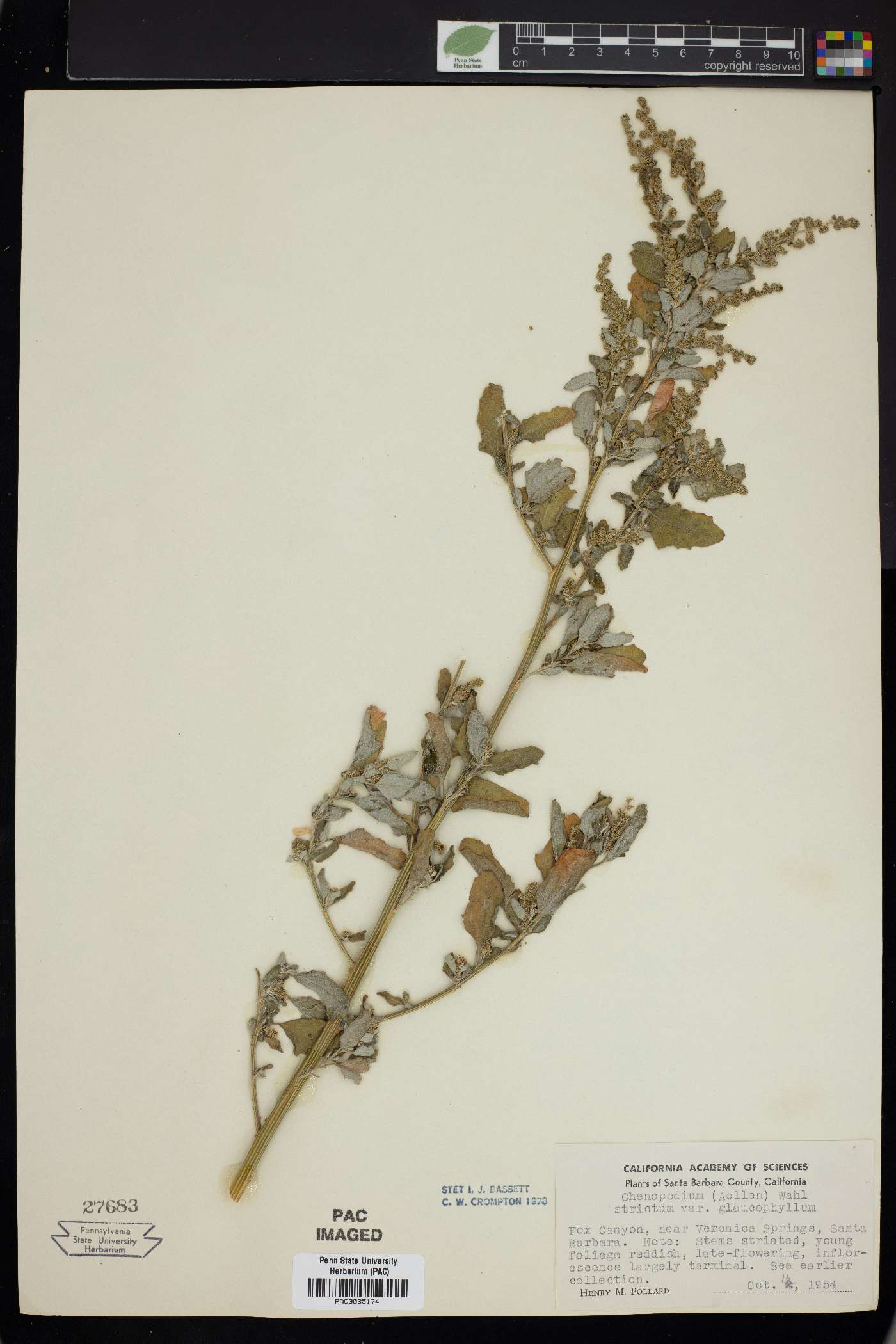 Chenopodium strictum image