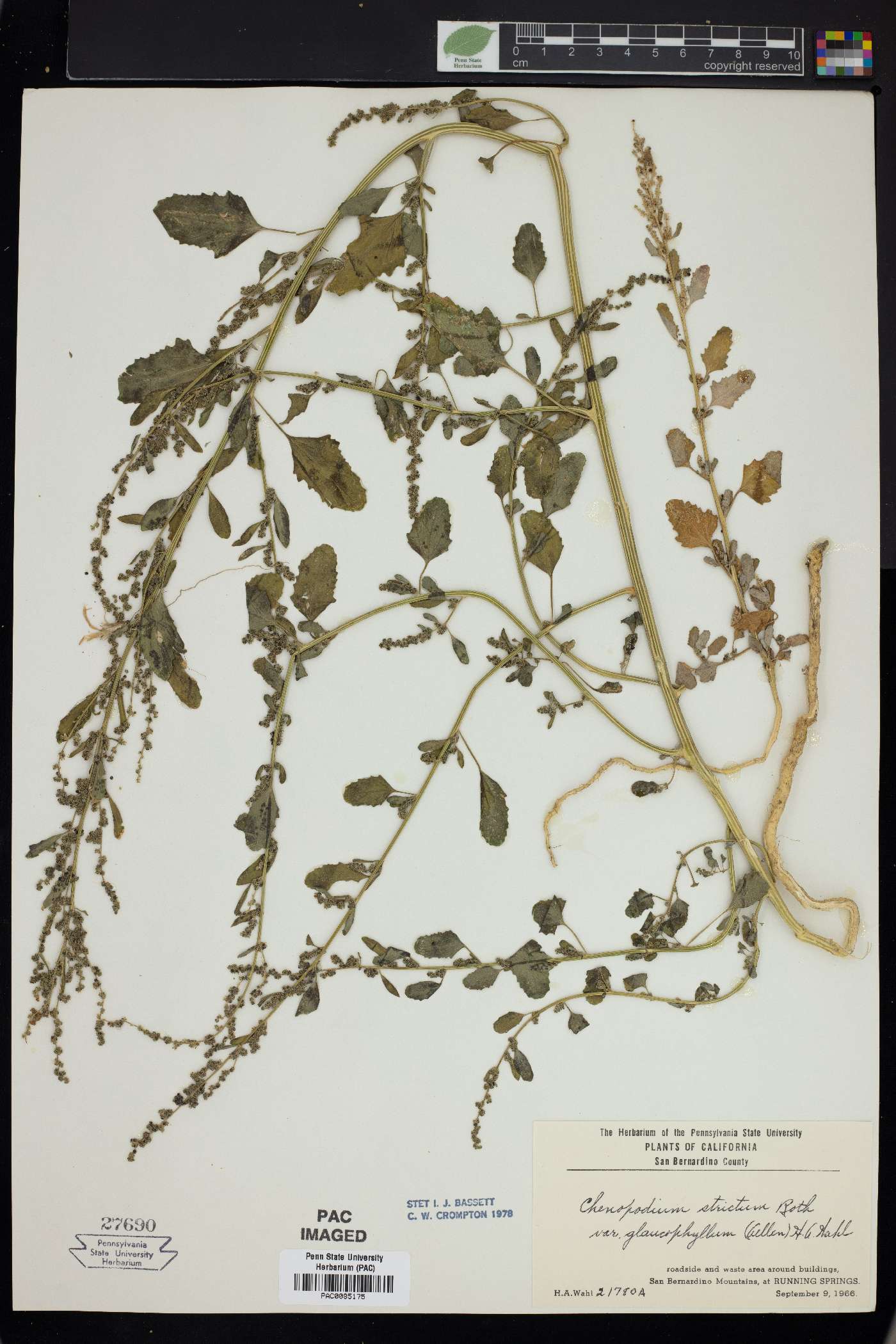 Chenopodium strictum image
