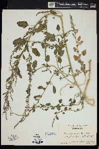 Chenopodium strictum image