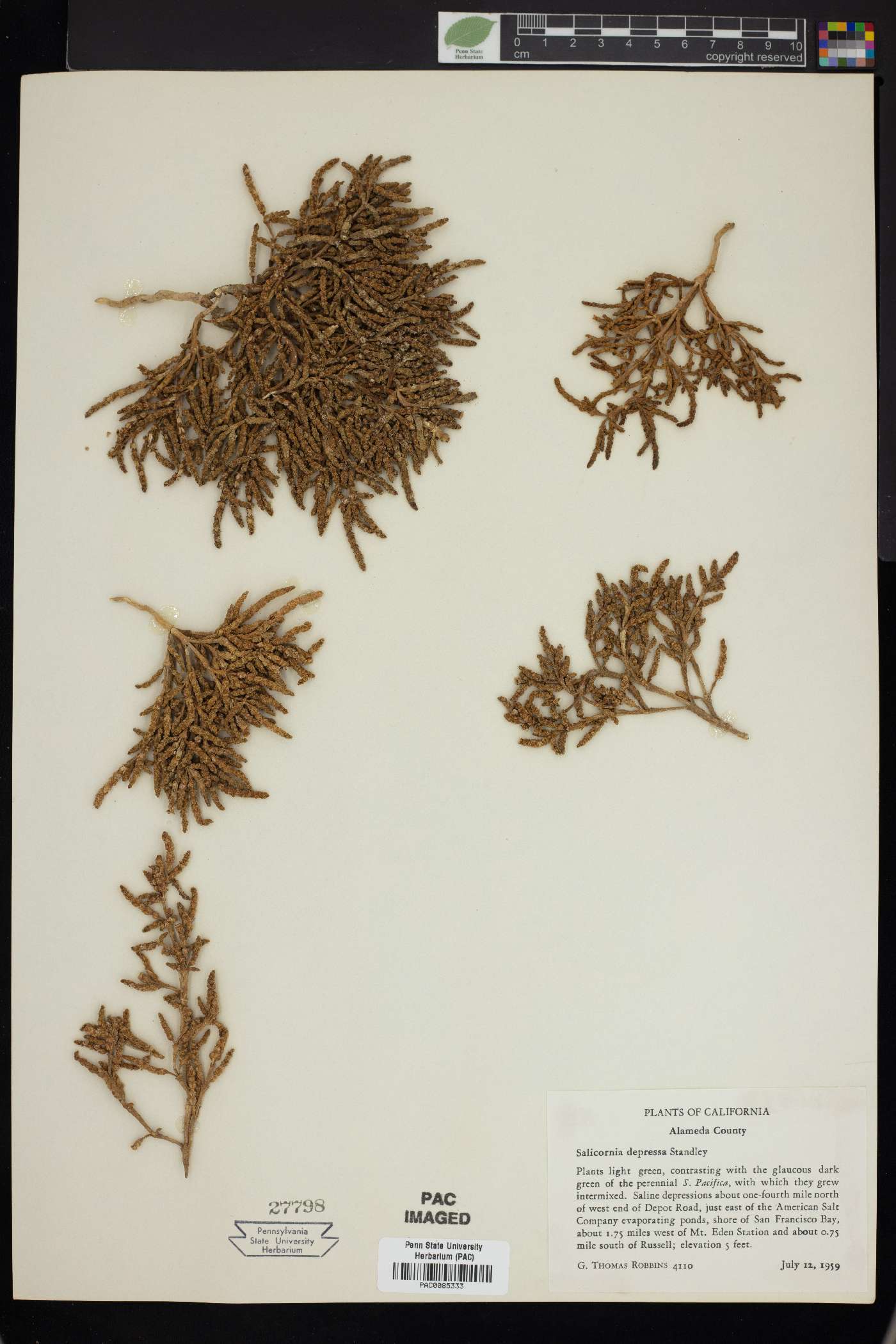 Salicornia virginica image