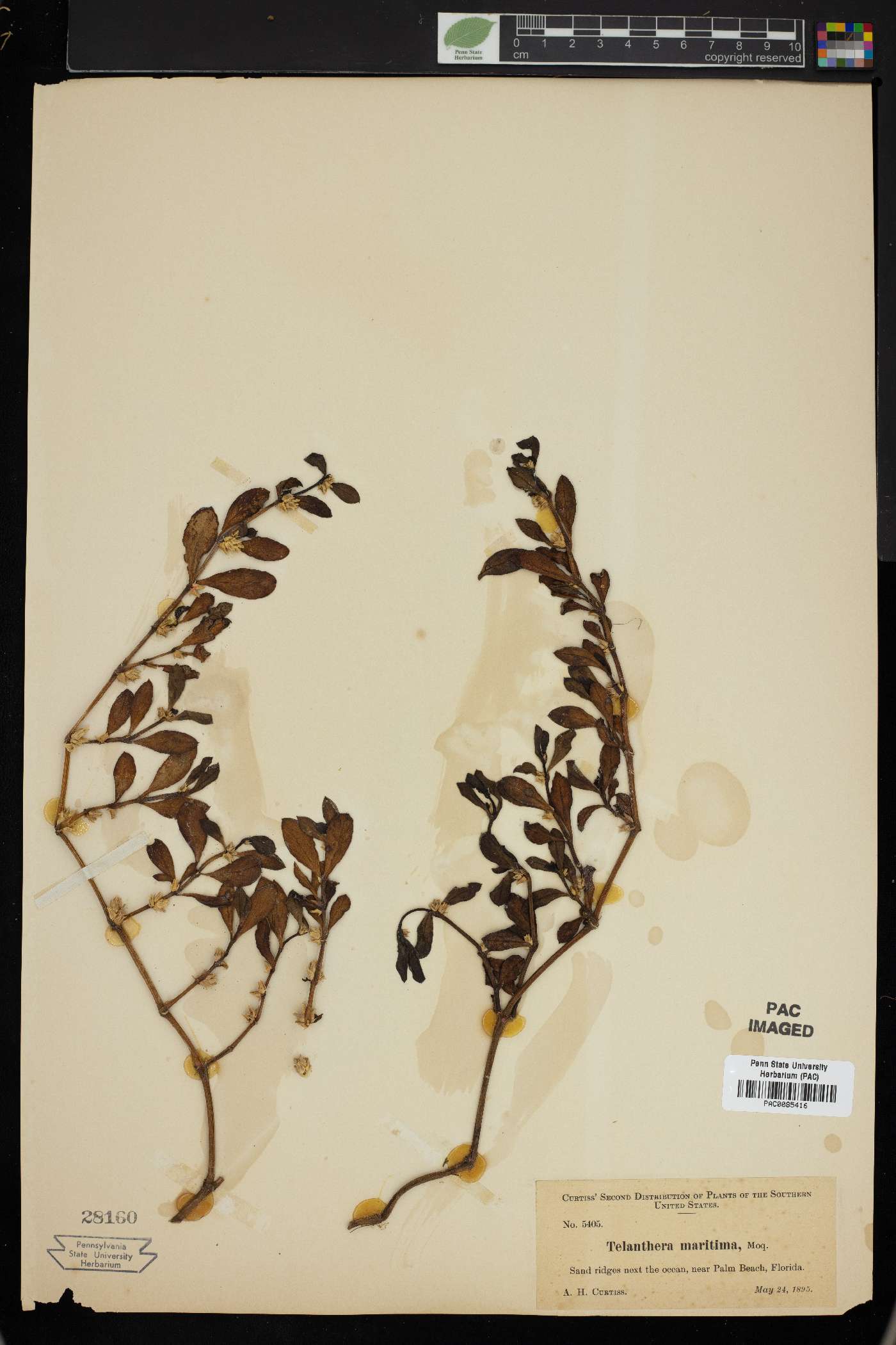 Alternanthera littoralis var. maritima image