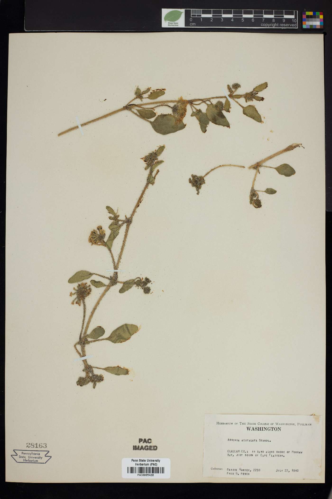 Abronia acutalata image