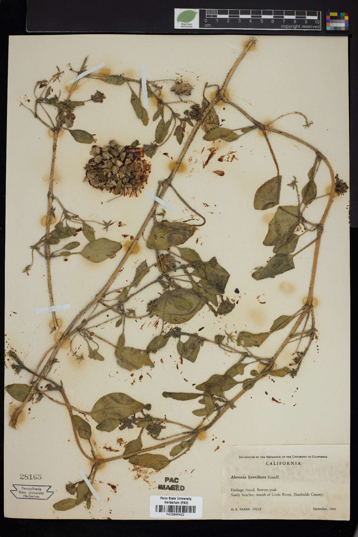 Abronia breviflora image
