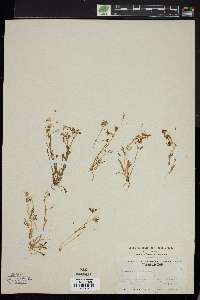 Claytonia arenicola image