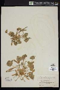 Claytonia parviflora image