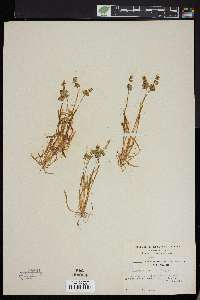 Claytonia parviflora image