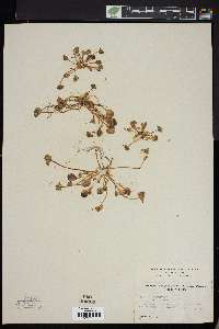 Claytonia rubra subsp. depressa image