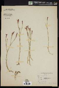 Dianthus deltoides image