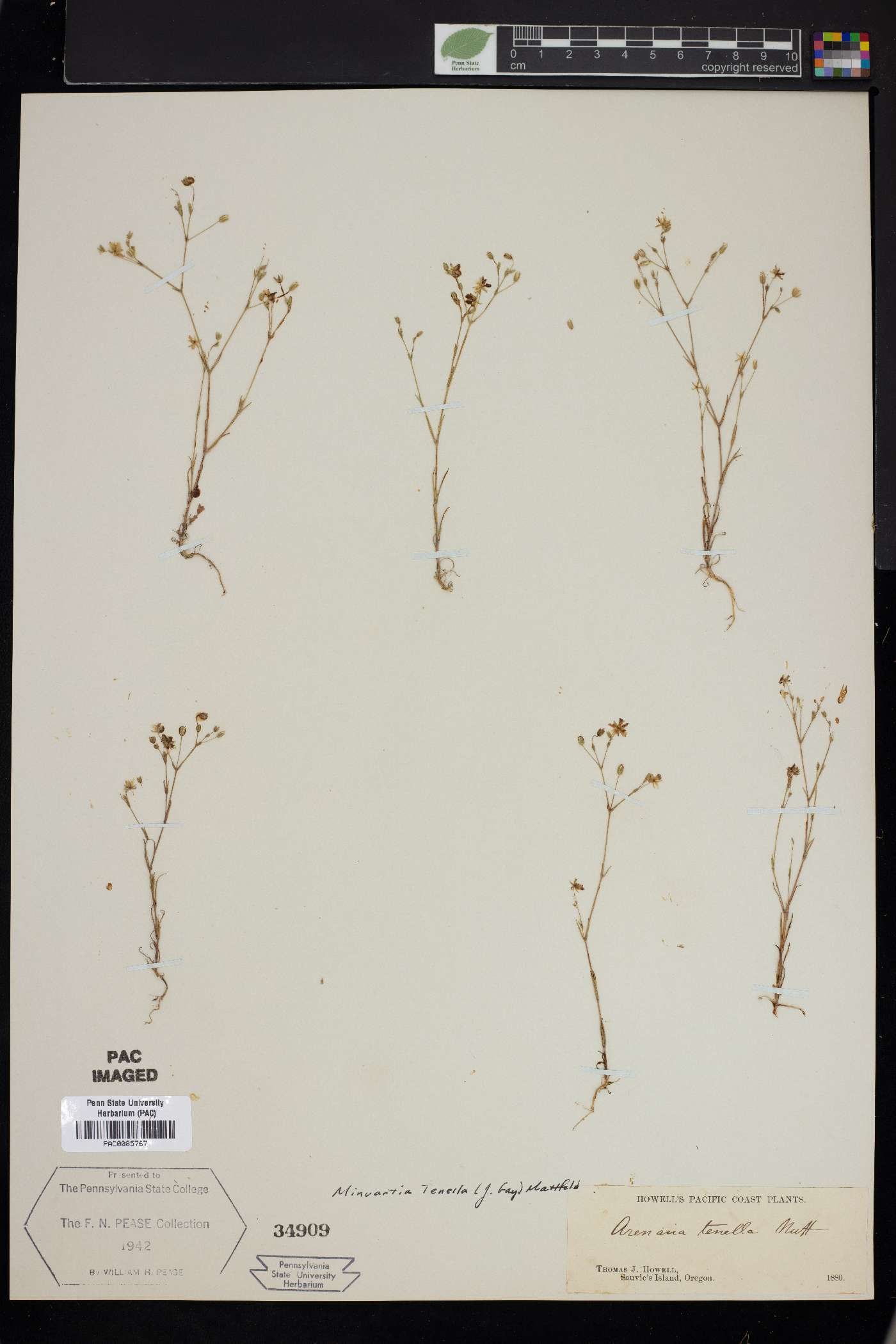 Sabulina macra image