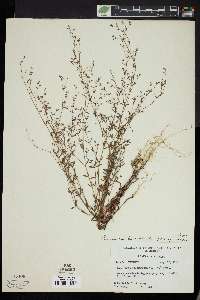 Paronychia baldwinii image