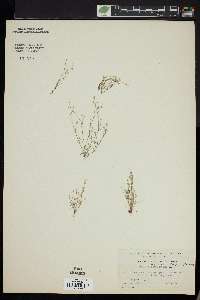 Sagina decumbens image