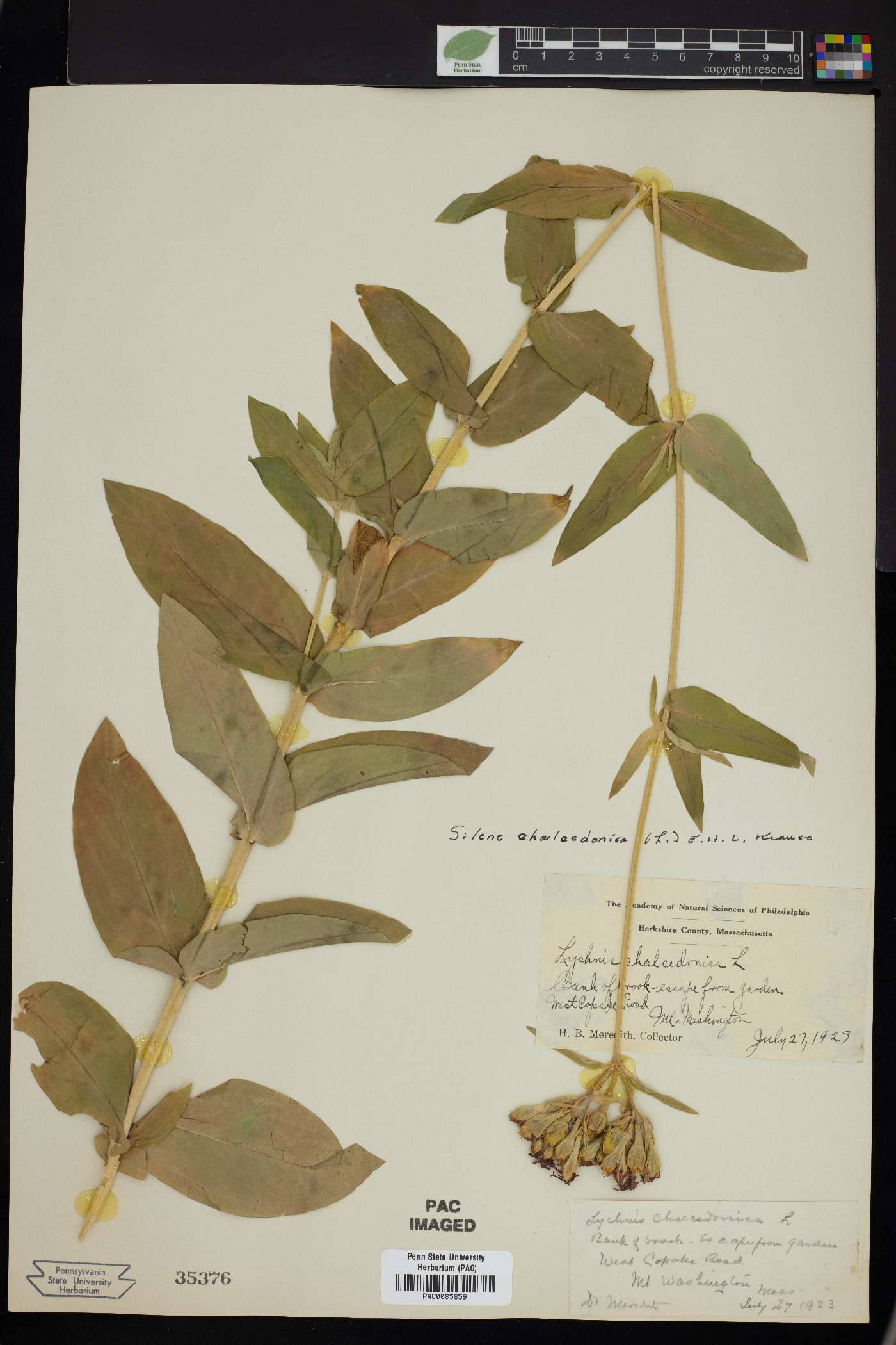 Silene chalcedonica image
