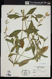 Silene latifolia image