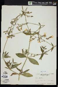 Silene latifolia image