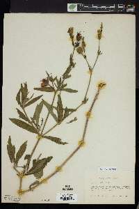 Silene latifolia image