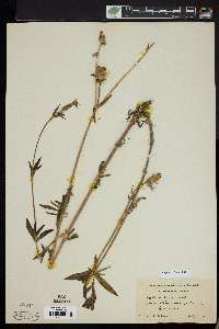 Silene latifolia image