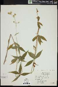 Silene stellata image