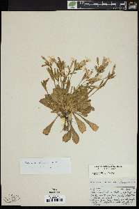 Silene caroliniana image