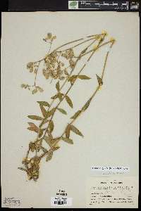 Silene vulgaris image