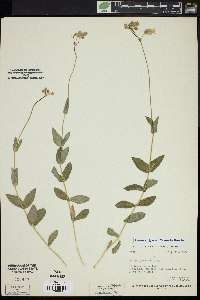 Silene vulgaris image