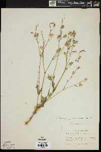 Silene vulgaris image