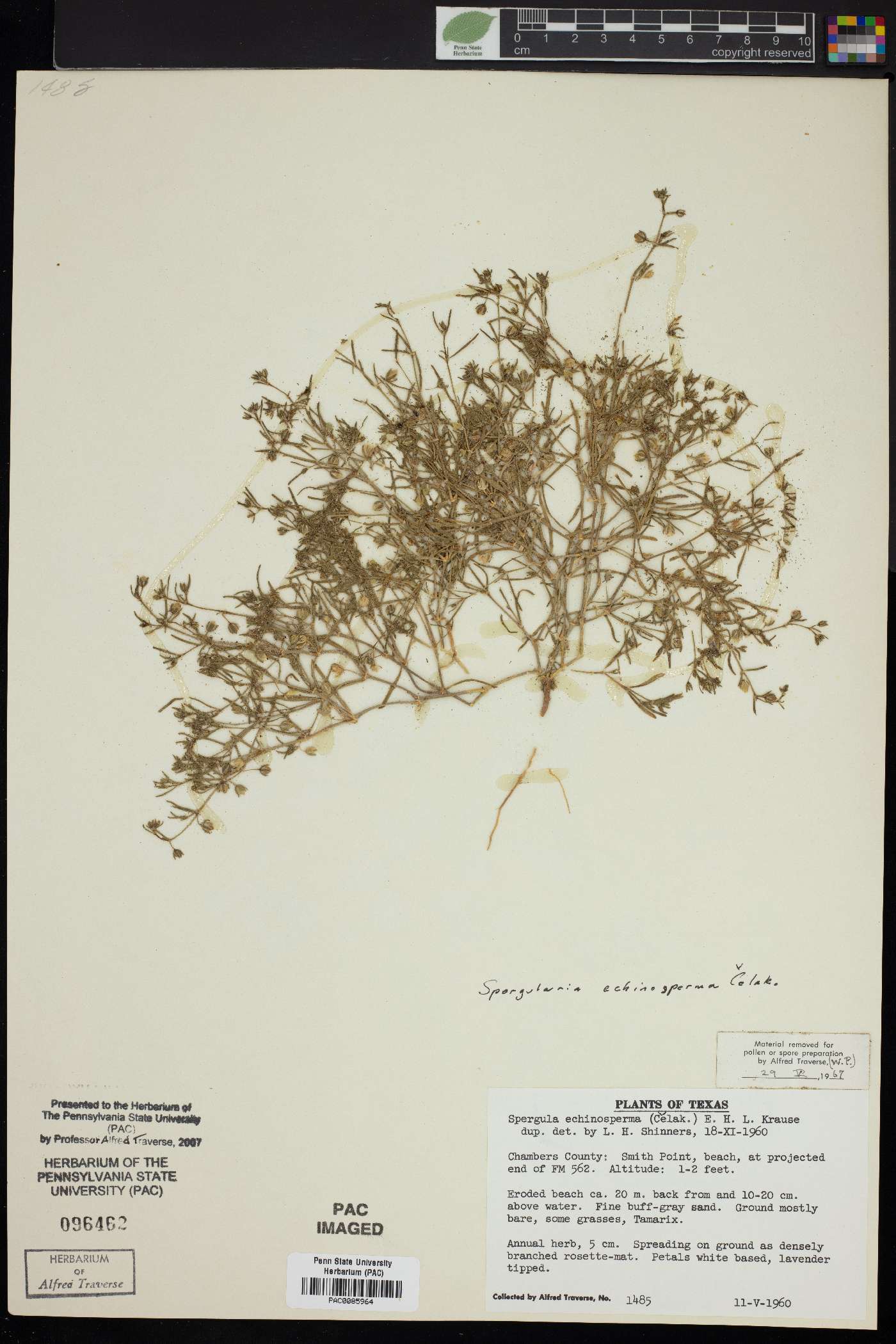 Spergularia echinosperma image