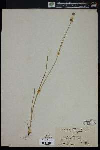 Juncus ensifolius var. montanus image