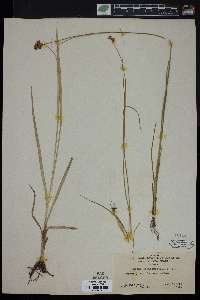 Juncus ensifolius var. montanus image