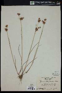 Juncus scirpoides image