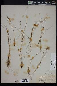 Juncus trifidus image