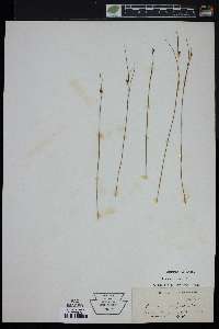 Juncus trifidus image