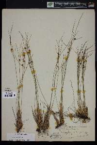 Juncus trifidus image