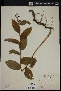 Maianthemum racemosum subsp. amplexicaule image