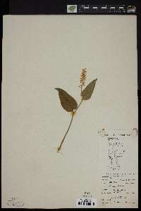 Maianthemum canadense image