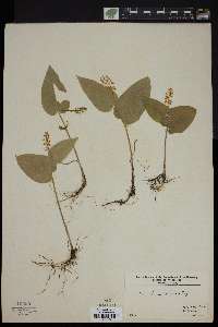 Maianthemum canadense image