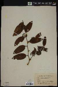 Smilax laurifolia image