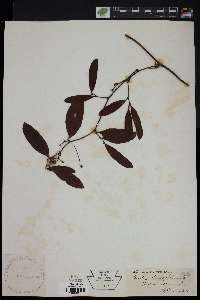 Smilax laurifolia image