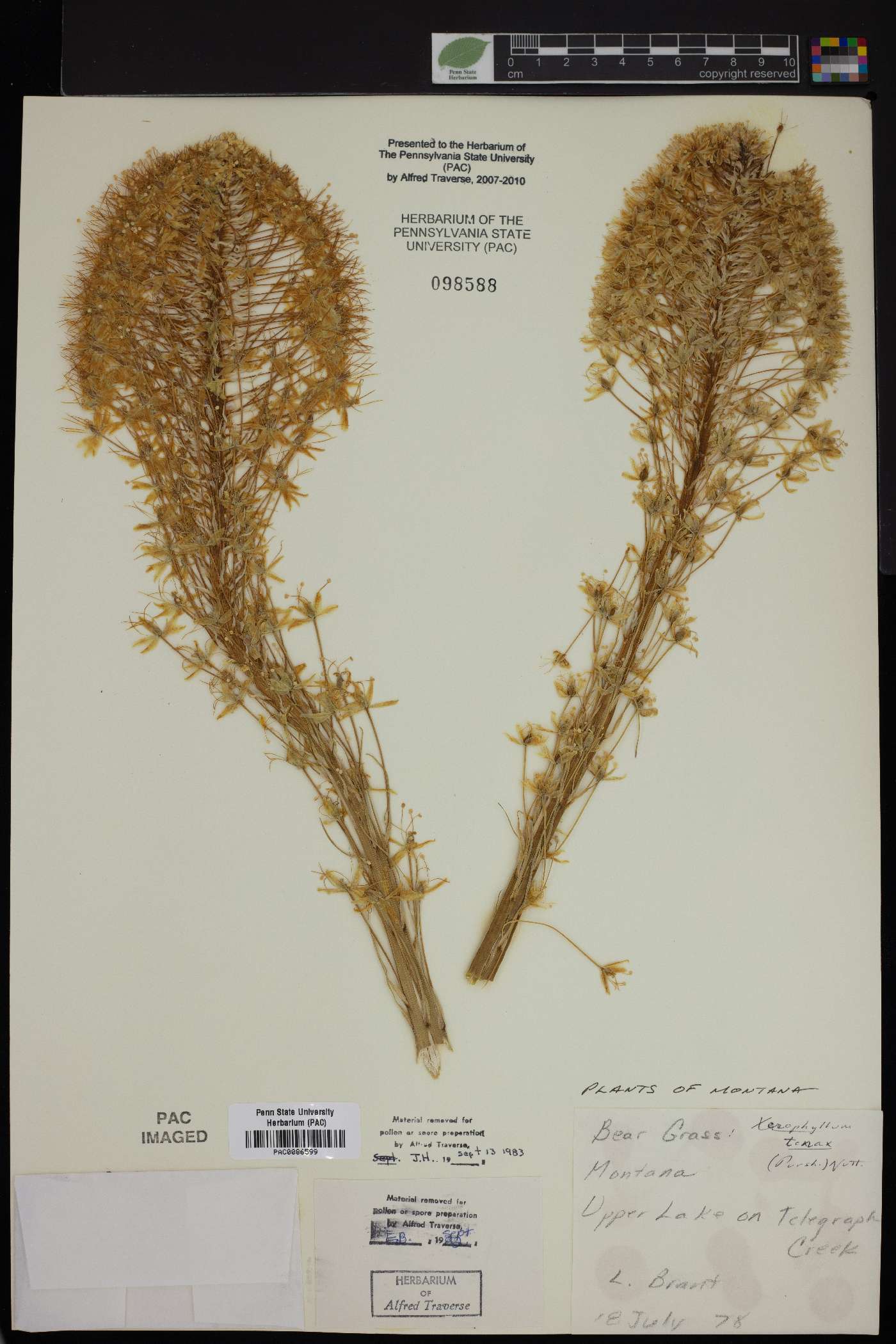 Xerophyllum tenax image