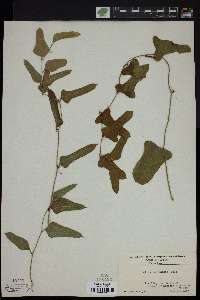 Smilax auriculata image