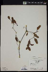 Smilax auriculata image