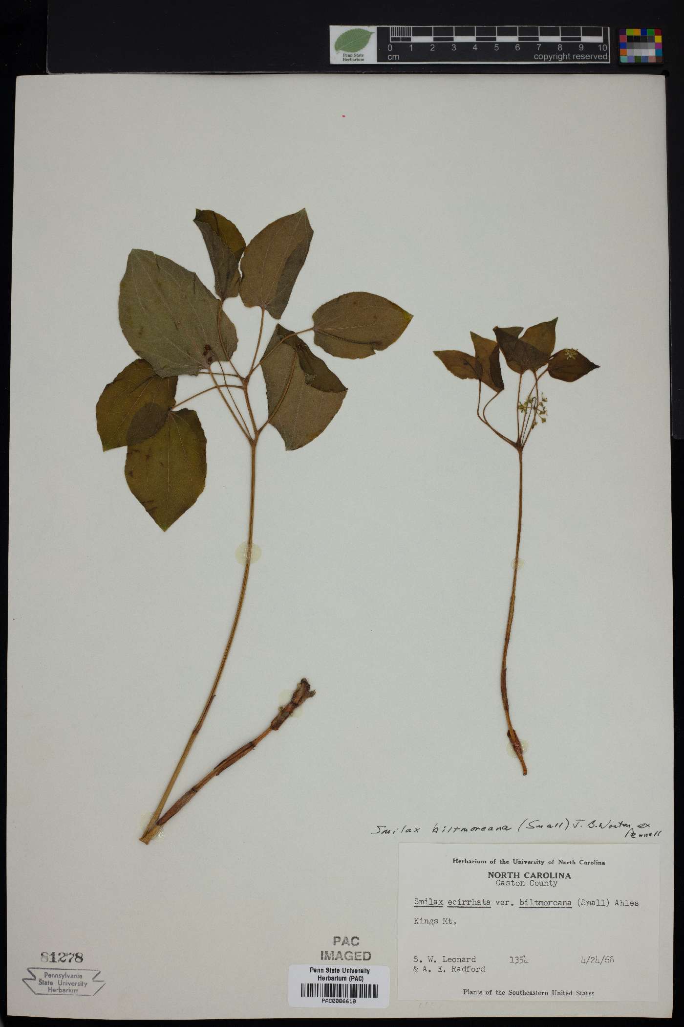 Smilax biltmoreana image