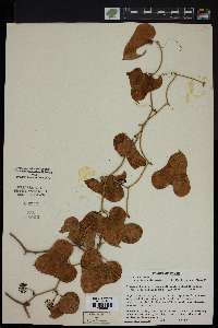 Smilax bona-nox image