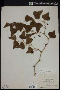 Smilax bona-nox image