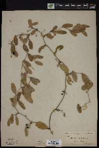 Smilax havanensis image