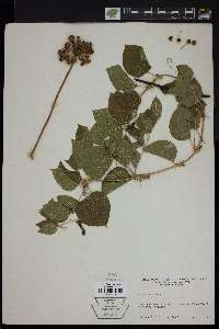 Smilax herbacea image