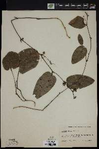 Smilax pumila image